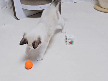 강아지 고양이 자동 장난감, 움직이는 로제코 오렌지 공