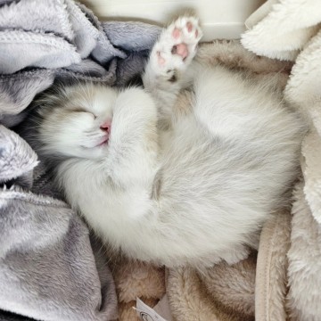 고양이꿈 해몽, 새끼고양이 꿈 태몽 의미는?