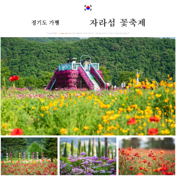 6월 가볼만한곳 가평 자라섬 꽃축제 남도 꽃정원