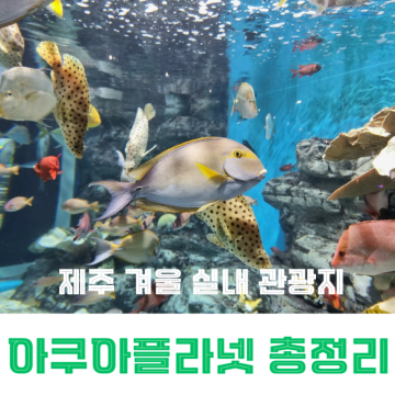 제주도 서귀포 실내관광지 아쿠아플라넷 제주 공연 시간 및 가격 할인 정보