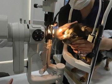 강아지백내장 핵경화증 눈이 뿌옇게 되었을 때 의심할 수 있는 질병은?
