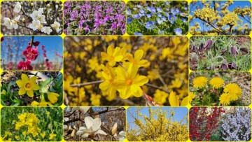 봄의 전령 2월 3월에 피는 꽃 모음/ 꽃 피는 시기/ 꽃말 모음
