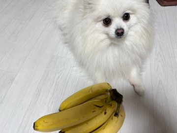 강아지 바나나 먹어도 될까? 껍질은? 알러지와 급여량 파악하기