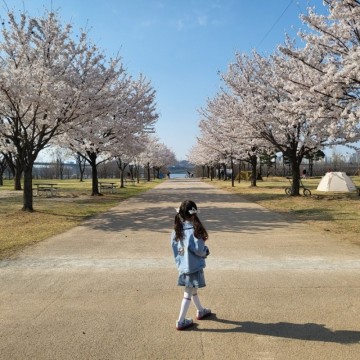 난지한강공원 벚꽃 (ft. 아이랑 주말 피크닉)