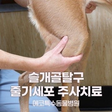 강아지슬개골탈구 비수술 줄기세포주사로 치료한다! (치료후기 영상 있음)