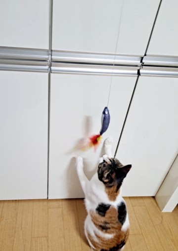 고양이 낚시대 장난감을 이용해 흥미를 올리면서 놀아주는법