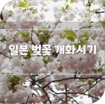 2024년 일본 벚꽃 개화시기 3월 4월 오사카 벚꽃축제 명소 가볼만한곳