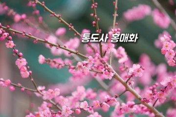 경남 양산 통도사 홍매화 개화 2024 만개