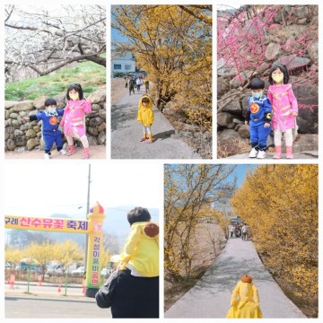 봄꽃 매화, 산수유 개화시기 아이와가볼만한곳추천 (2024 광양 매화축제,  구례 산수유축제 일정)