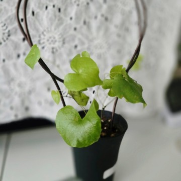 구갑룡 잎이 이쁜 구근식물
