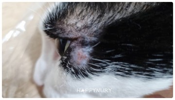 고양이 링웜 증상 골치 아픈 피부병 예방방법