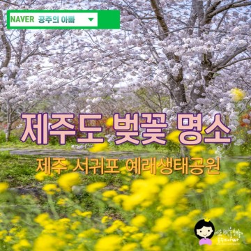 2024 벚꽃 개화시기 제주도 벚꽃 명소 제주 서귀포 예래생태공원