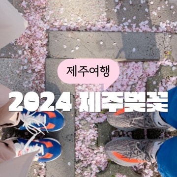 제주도 벚꽃 개화시기 2024 전농로 벚꽃 축제 만개 언제?