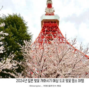 2024년 일본 벚꽃 여행 개화시기 예상 도쿄 벚꽃 명소 여행