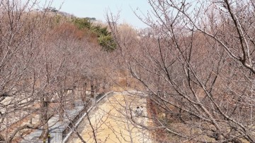 2024 한국 벚꽃 개화시기, 서울은 어디서 볼까?(ft. 서울숲 사슴 위치)