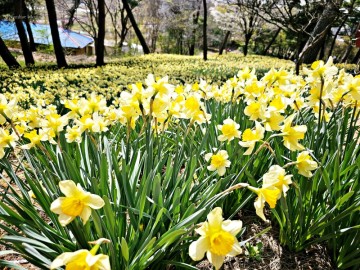 4월 서산 가볼만한곳 유기방가옥 수선화축제 3월 22일부터 명소 여행 노란 봄 서산으로 보러 갈까?