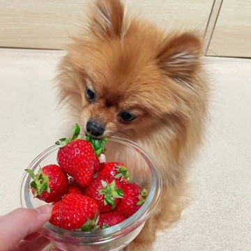 강아지 딸기 먹어도 될까? 적당한 급여량은?