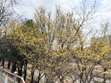 봄꽃 나무 종류, 4월 봄에 피는 노란꽃 산수유 개화시기 명소 꽃말