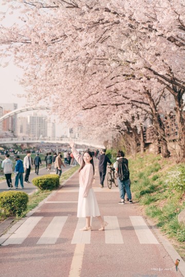 화려한 서울 벚꽃 명소 불광천 2024 벚꽃 축제 개화시기는 언제일까요?