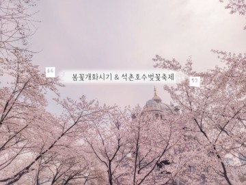 2024 봄꽃개화시기 서울 석촌호수 벚꽃축제