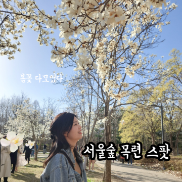 성수동핫플 서울숲 목련 개화시기 포토존 살구나무 꽃 수선화 4월 가볼만한곳 서울놀거리