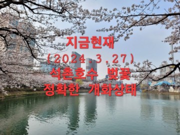 [지금현재 실시간~] 잠실 석촌호수 벚꽃 축제 일정, 서울 벚꽃 명소 석촌호수 벚꽃 개화상태