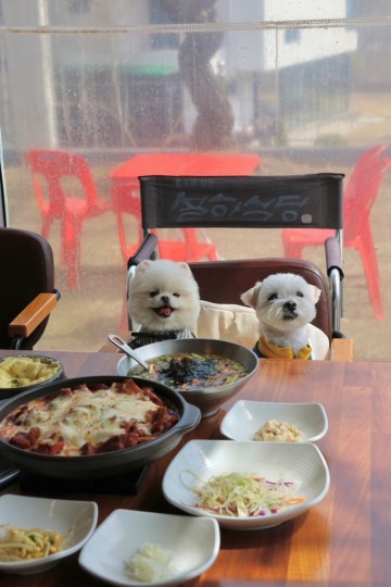 남양주 애견동반 식당 추천 서울근교 북한강 맛집 강아지 룸 있는 설하식당