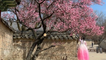 서울 봄꽃구경, 홍매화 명소로 유명한 창덕궁 매화는 활짝 피었어요.