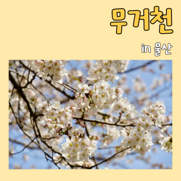 울산 벚꽃 명소 무거천 벚꽃길 실시간 궁거랑벚꽃한마당 축제 기간