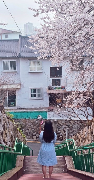 부산 벚꽃명소 개금동 벚꽃문화길, 2024 개화상황, 위치, 주차