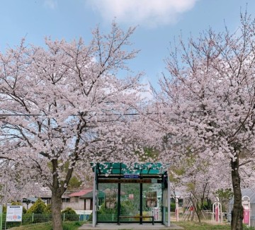 대전축제 대전벚꽃명소 대청호 벚꽃축제 대덕물빛축제