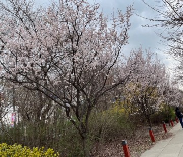4월 서울 가볼만한곳 2024 여의도 벚꽃축제 윤중로 실시간 벚꽃 사진