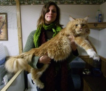세상에서 가장 큰 고양이, 머리부터 꼬리 길이만 123cm?