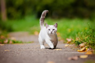 세상에서 가장 작은 고양이, 성묘인데 체중이 400g 밖에 안 돼