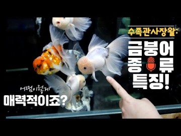 금붕어 종류 및 특징(오란다,난주 등등) 수족관 사장님께 배우기!!