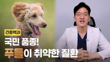 국민 품종 "푸들"이 취약한 질환 | 견종백과 EP.03