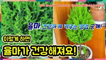 율마(Wilma) 건강하게 키우는 방법_How to grow Monterey Cypress(Wilma) healthy