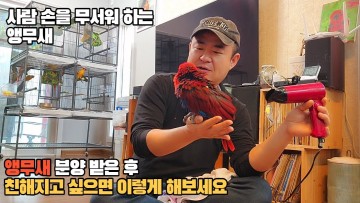 분양받은 앵무새와 친해지는 방법  #eclectus #parrotkorea #대구앵무새농장