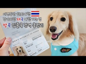 강아지랑 태국 여행 가는 법 / 파워J의 방콕 입출국 검역 총정리 / 닥스훈트 말랑이의 첫 해외여행 / 대한항공 애견동반 비행기 기내탑승