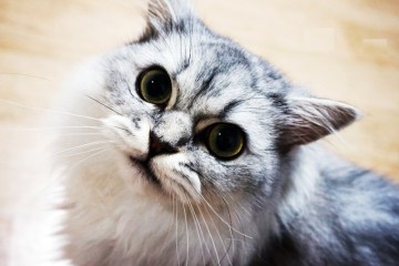 고양이성격 품종별로 어떻게 다를까?