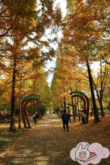서울 경기도 근교 인천대공원 단풍 나들이 아이와 함께 가을 낙엽 마음껏 즐기기 