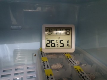 레오파드게코 인큐베이터 안에 온도계를 하나 더 둬야 하는 이유?