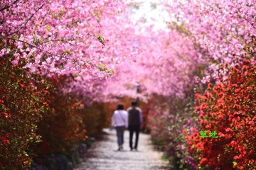 강진 봄 여행 남미륵사에는 서부해당화와 철쭉 터널의 환상적인 봄
