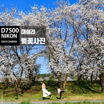 니콘 DSLR카메라 D7500 대성리 벚꽃사진