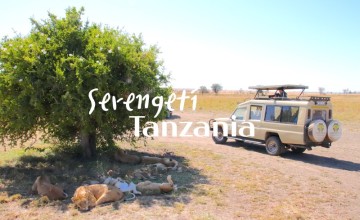 탄자니아 여행 : 탄자니아 세렝게티 게임 드라이브로 만난 동물들 - 1편