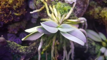 팔레놉시스 미니 호접란 phalaenopsis parishii × Doritis pulcherrima