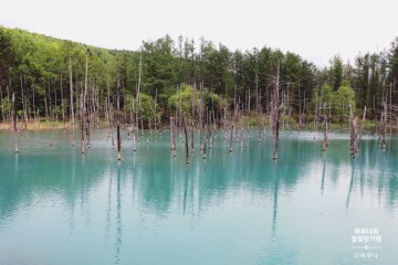 삿포로 여행 청의호수  青い池 청아한 이색풍경