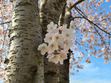 봄이 주는 희망, 명언과 어울리는 사진 한 컷 담아~