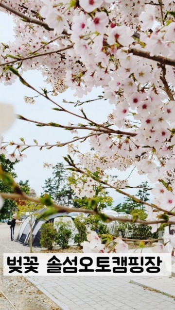 사천 솔섬 오토캠핑장 벚꽃 가득한 봄 캠핑(리빙쉘텐트 우레탄 창 첫 개시/사천 벚꽃 터널)