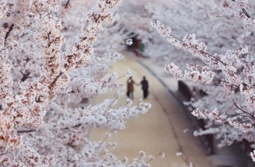 서울숲 벚꽃 명소 이용팁 10가지 + 따릉이 이용 방법!